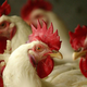 Concerned looking roosters